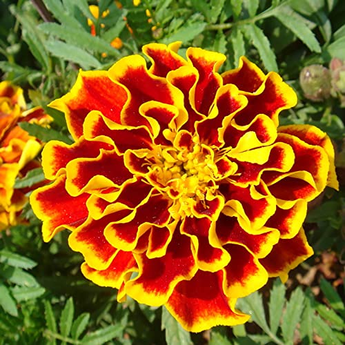 Haloppe 100 Stücke Tagetes Patula Blumen Pflanzen Samen für Hausgarten Pflanzen, Tagetes Patula Ringelblumen Blumensamen für Park Saatgut von Haloppe