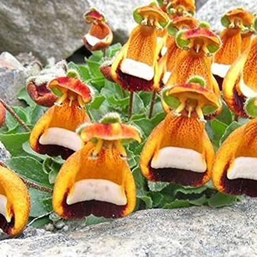 Haloppe 10Pcs Calceolaria Uniflora Flowers Plants Seeds for Home Garden Planting, Rare Calceolaria Uniflora Seeds Flower Plant Home Garden Roof Window Decor Saatgut von Haloppe