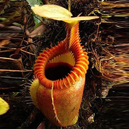 Haloppe 120 Stück Nepenthes-Blumen, Pflanzensamen für die Hausgartenbepflanzung, Samen seltener Nepenthes-Fliegenfalle, Balkon, fleischfressende Topf-Bonsai-Pflanze von Haloppe