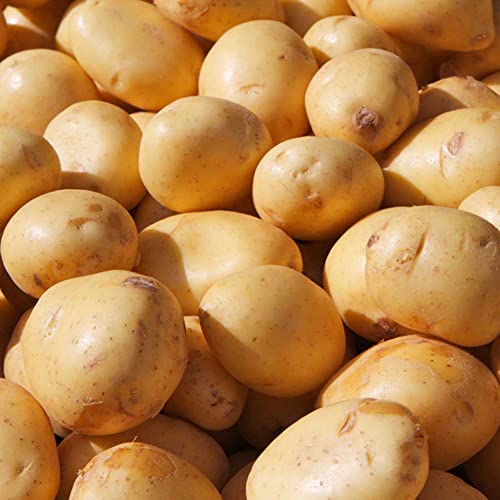 Haloppe 15 Stück Kartoffel-Gemüse-Samen für die Bepflanzung des Hausgartens, Kartoffelsamen für den Garten, süße, nahrhafte, köstliche Gemüse-Bonsai-Pflanzen Kartoffelsamen von Haloppe