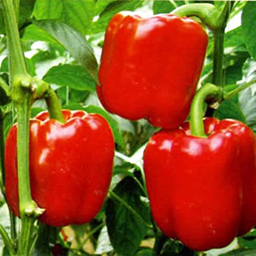 Haloppe 150 Stück Paprika-Gemüse-Samen für den Hausgarten, Paprika-Samen, gesunde Gemüsegarten-Balkon-Topf-Bonsai-Pflanze Paprika Samen von Haloppe