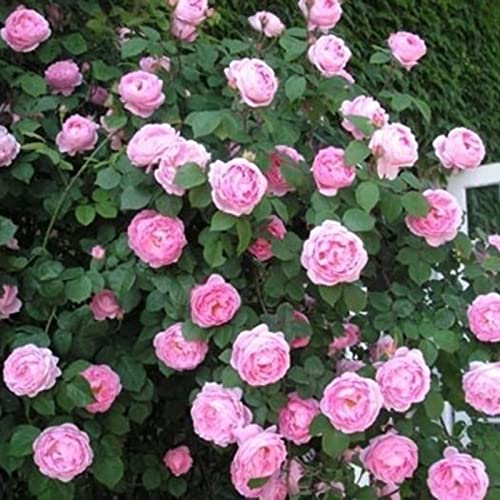 Haloppe 150 Stück Rosenblumen Pflanzensamen für die Bepflanzung des Hausgartens, Rosensamen Rustikale Mischungsfarbe Pflanzensamen für den Balkon Rosa von Haloppe