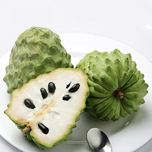 Haloppe 20 Stück Annona Squamosa-Fruchtsamen für die Hausgartenbepflanzung, grüne Soursop-Samen, Annona Muricata-Samen, tropische Fruchtgarten-Pflanzensamen von Haloppe