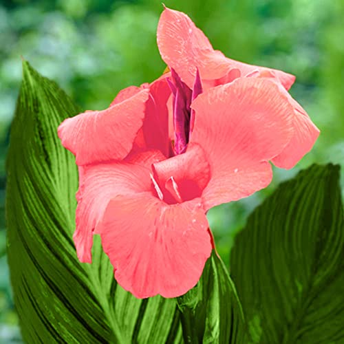 Haloppe 20 Stück Canna Blumen Pflanzensamen für die Bepflanzung des Hausgartens, Canna Seeds Natürliche mehrjährige Blumenpflanzensamen für den Außenbereich Rosa von Haloppe