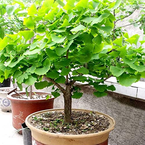 Haloppe 20 Stück Ginkgo Biloba-Gemüsesamen für die Hausgartenbepflanzung, Ginkgo Biloba-Samen, Bonsai-Topfpflanze, Landschaft, Hausgarten-Dekoration von Haloppe