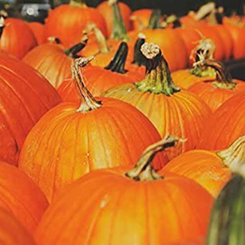 Haloppe 20 Stück Kürbis-Gemüse-Samen für die Bepflanzung des Hausgartens, köstliches Kürbissamen-Garten-Bauernhof-nahrhaftes Gemüse für Halloween Kürbiskerne von Haloppe