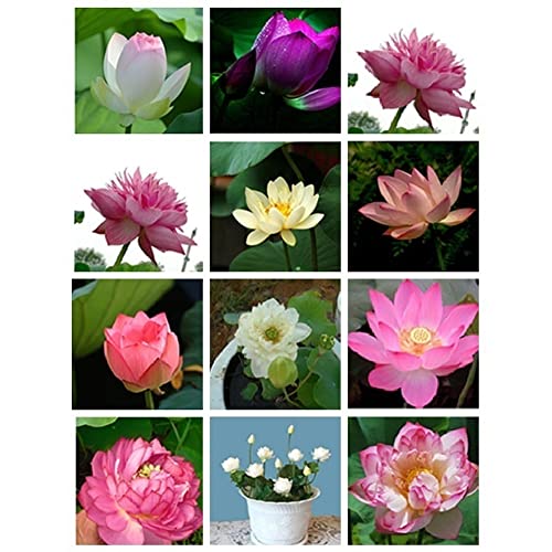Haloppe 20 Stück Lotusblumen Pflanzensamen für die Bepflanzung des Hausgartens, Mischen Sie Lotussamen Seerose Bonsai Balkongarten Hydroponische Blumenpflanze Lotus-Samen von Haloppe