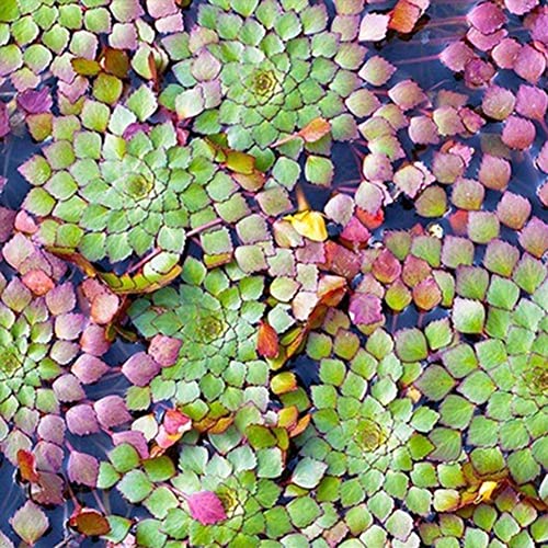 Haloppe 20 Stück Ludwigia Sedioides Pflanzensamen für Hausgartenbepflanzung, Aquariumpflanze Ludwigia Sedioides Samen Garten Aquarium Dekor Saatgut von Haloppe