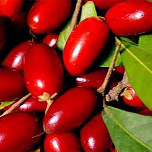 Haloppe 20 Stück Miracle Berry Fruit Seeds für die Bepflanzung des Hausgartens, Berry Seed Fresh Miracle Fruit Seeds für den Garten Samen Haloppe 20 Stück Miracle Berry Fruit Seeds für die Bepflanzung des Hausgartens, Berry Seed Fresh Miracle Fruit Seeds für den Garten Samen von Haloppe