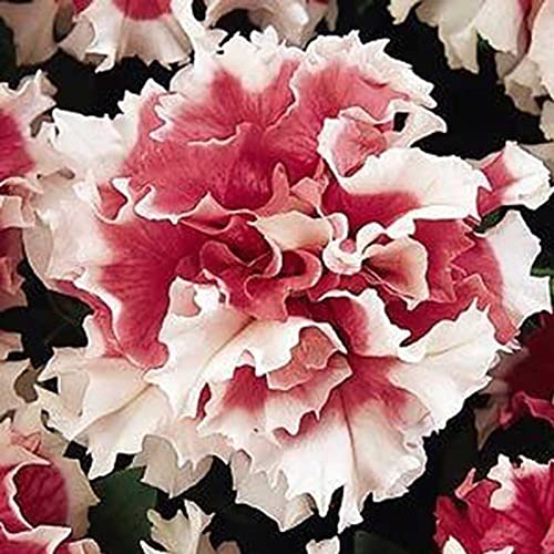 Haloppe 20 Stück Petunia Hybrida Blumen Pflanzensamen für die Bepflanzung des Hausgartens, Petunia Hybrida Samen Kletterblumensamen für den Garten Dunkelpink von Haloppe