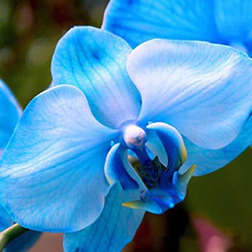 Haloppe 20 Stück Phalaenopsis-Schmetterlings-Orchideen-Blumen-Pflanzen-Samen für Hausgarten-Pflanzung, Phalaenopsis-Schmetterlings-Orchideen-Samen-Hausgarten-Yard-Bonsai-Dekoration Blau von Haloppe
