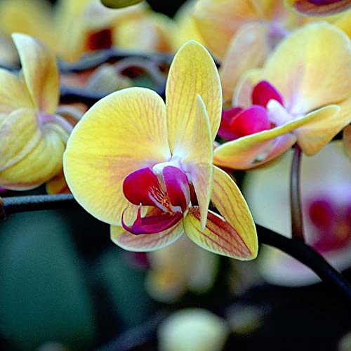 Haloppe 20 Stück Phalaenopsis-Schmetterlings-Orchideen-Blumen-Pflanzen-Samen für Hausgarten-Pflanzung, Phalaenopsis-Schmetterlings-Orchideen-Samen-Hausgarten-Yard-Bonsai-Dekoration Gelb von Haloppe