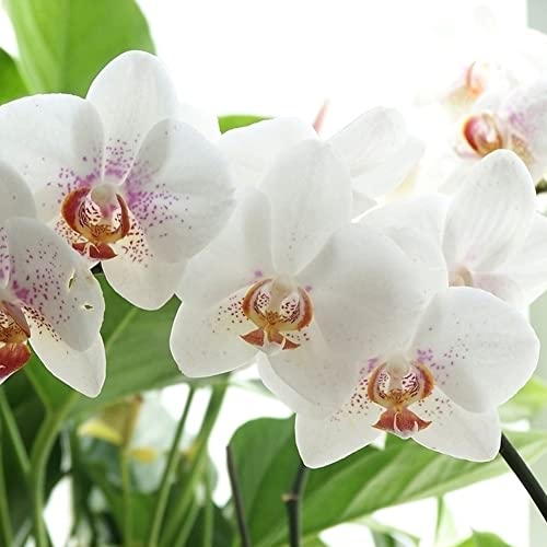 Haloppe 20 Stück Phalaenopsis-Schmetterlings-Orchideen-Blumen-Pflanzen-Samen für Hausgarten-Pflanzung, Phalaenopsis-Schmetterlings-Orchideen-Samen-Hausgarten-Yard-Bonsai-Dekoration Weiß von Haloppe