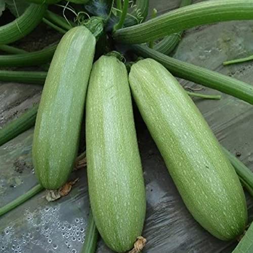 Haloppe 20 Stück Zucchini-Gemüse-Samen für die Bepflanzung des Hausgartens, Zucchini-Samen, Obst, hellgrüne Zucchini-Samen Zucchini-Samen von Haloppe
