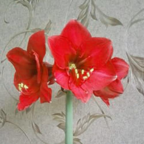 Haloppe 20 Stücke Amaryllis Blumen Pflanzen Samen für Hausgarten Pflanzen, Amaryllis Samen Landschaftsbau Amaryllis Samen für Garten Dunkelrot von Haloppe