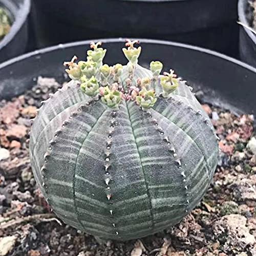 Haloppe 20 Stücke Euphorbia Obesa Blumen Pflanzen Samen für Hausgarten Pflanzen, Pflanzensamen Angiosperm Euphorbia Obesa Samen für Garten 20St von Haloppe