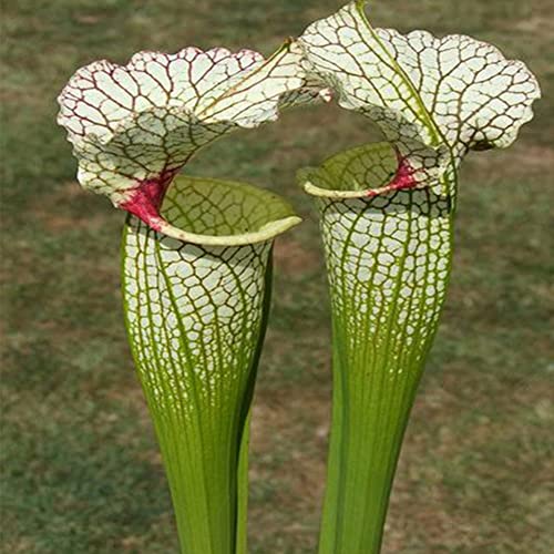 Haloppe 20 Stücke Nepenthes Blumen Pflanzen Samen für Hausgarten Pflanzen, Nepenthes Samen Garten Balkon Dach Bonsai Fleischfressende Kannenpflanzen Grün von Haloppe