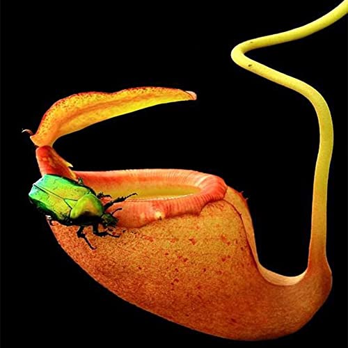 Haloppe 20 Stücke Nepenthes Blumen Pflanzen Samen für Hausgarten Pflanzen, Nepenthes Samen Garten Balkon Dach Bonsai Fleischfressende Kannenpflanzen Orange von Haloppe