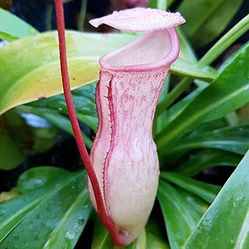 Haloppe 20 Stücke Nepenthes Blumen Pflanzen Samen für Hausgarten Pflanzen, Nepenthes Samen Garten Balkon Dach Bonsai Fleischfressende Kannenpflanzen Rosa von Haloppe