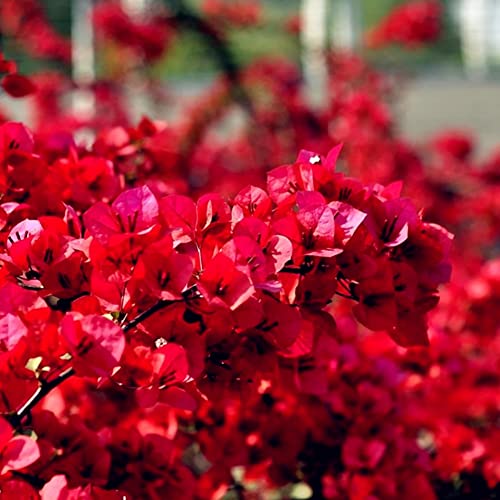 Haloppe 20 Stücke Rote Bougainvillea Blumen Pflanzen Samen für Hausgarten Pflanzen, Rote Bougainvillea Blumensamen Zierpflanze Garten Hof Dekoration Saatgut von Haloppe