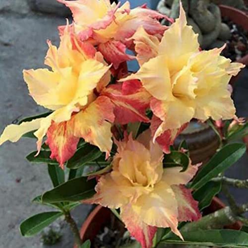 Haloppe 20 Stücke Wüstenrose Blumen Pflanzen Samen für Hausgarten Pflanzen, Adenium Obesum Wüstenrose Samen Blume Pflanze Bonsai Büro Garten Dekor 1# von Haloppe