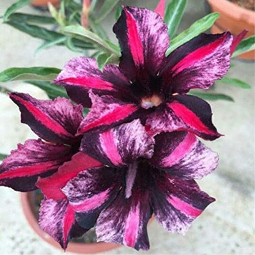 Haloppe 20 Stücke Wüstenrose Blumen Pflanzen Samen für Hausgarten Pflanzen, Adenium Obesum Wüstenrose Samen Blume Pflanze Bonsai Büro Garten Dekor 5# von Haloppe