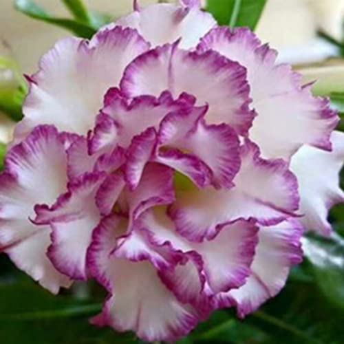 Haloppe 20 Stücke Wüstenrose Blumen Pflanzen Samen für Hausgarten Pflanzen, Adenium Obesum Wüstenrose Samen Blume Pflanze Home Office Garten Dekoration 1# von Haloppe