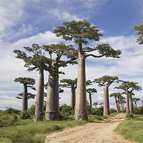 Haloppe 200 Stück Baobab-Pflanzensamen für die Bepflanzung des Hausgartens, Baobab-Staudenpflanze, Baumsamen, Garten, Hof, Straße, Feld, Außendekoration Baobab-Samen von Haloppe