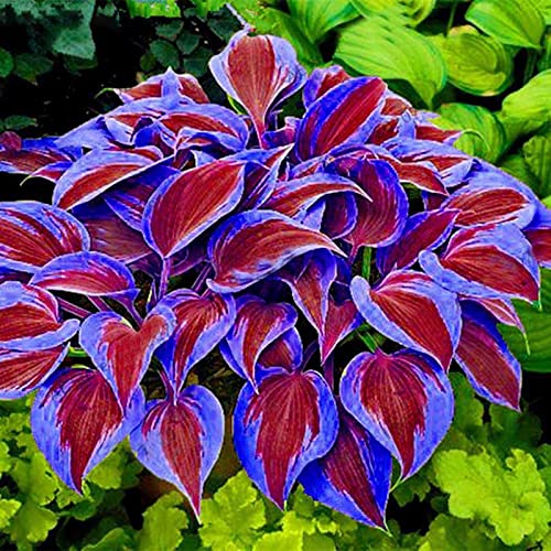 Haloppe 200 Stück Hosta-Pflanzensamen für die Bepflanzung des Hausgartens, gemischte Farbe, Hosta-Samen, DIY, duftende Hosta Plantaginea, Bonsai-Samen für den Außenbereich Violett von Haloppe