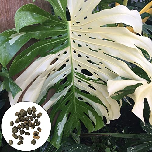 Haloppe 200 Stück Monstera-Pflanzensamen für den Hausgarten, Pflanzensamen, weiße Mini-Monstera-Samen für den Außenbereich Weiß von Haloppe