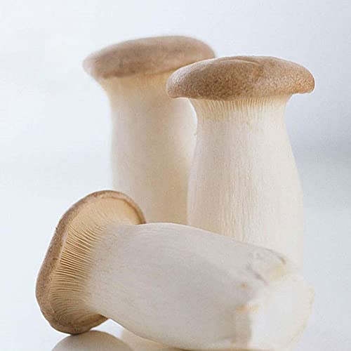 Haloppe 200 Stück Pleurotus Eryngii Gemüsesamen für die Bepflanzung des Hausgartens, Pleurotus Eryngii Samen Köstliche Pilz-Gemüsegarten-Bauernhofpflanze Pleurotus Eryngii-Samen von Haloppe