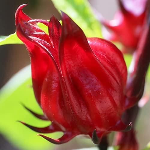 Haloppe 200 Stück Roselle-Samen für die Bepflanzung des Hausgartens, Roselle-Samen, Erbstück, rote afrikanische Malvensamen im Freien Roselle-Samen Haloppe 200 Stück Roselle-Samen für die Bepflanzung des Hausgartens, Roselle-Samen, Erbstück, rote afrikanische Malvensamen im Freien Roselle-Samen von Haloppe
