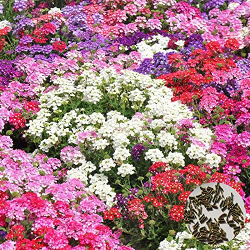 Haloppe 200 Stücke Eisenkraut Hybrid Voss Blumen Pflanzen Samen für Hausgarten Pflanzen, Blumensamen Pflanzen Selten Indoor Outdoor Pflanzen Verbena Garten Samen für Parterre Blau von Haloppe