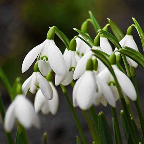 Haloppe 200 Stücke Galanthus Nivalis Blumen Pflanzen Samen für Hausgarten Pflanzen, Galanthus Nivalis Samen Weiß Frühling Sommer Blumensamen für Balkon Samen von Haloppe