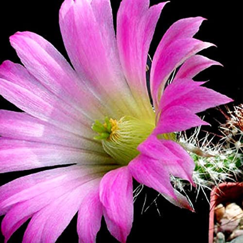 Haloppe 200 Stücke Kaktus Blumen Pflanzen Samen für Hausgarten Pflanzen, Kaktus Samen DIY Kleine Kaktus Bonsai Mehrjährige Sukkulenten Samen Kaktussamen von Haloppe