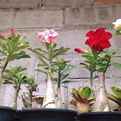 Haloppe 200 Stücke Wüstenrose Blumen Pflanzen Samen für Hausgarten Pflanzen, Adenium Wüstenrose Blumensamen Stauden Garten Balkon Pflanze Dekor Samen der Wüstenrose von Haloppe