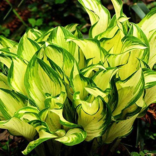 Haloppe 200 Stücke gemischte Farbe Hosta Blumen Pflanzen Samen für die Bepflanzung des Hausgartens, Hosta Plantaginea Samen duftende Wegerich Bonsai Dekorpflanze Gelb von Haloppe