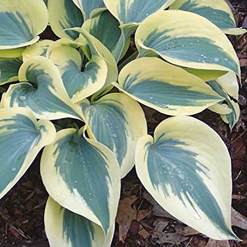 Haloppe 200 Stücke gemischte Farbe Hosta Blumen Pflanzen Samen für die Bepflanzung des Hausgartens, Hosta Plantaginea Samen duftende Wegerich Bonsai Dekorpflanze Grün Weiß von Haloppe