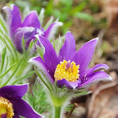 Haloppe 25 Stück Anemone-Pulsatilla Blumen Pflanzensamen für die Bepflanzung des Hausgartens, Anemone-Pulsatilla-Samen für den Garten 25St von Haloppe