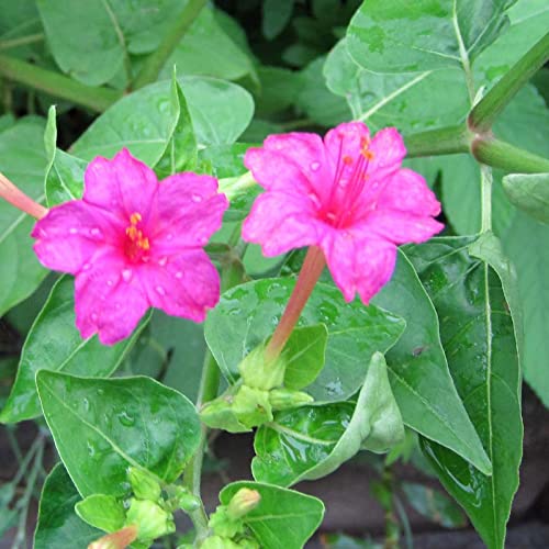 Haloppe 25 Stück Mirabilis Jalapa Blumen Pflanzensamen für die Bepflanzung des Hausgartens, natürliche Mirabilis Jalapa Samen für den Garten Saatgut von Haloppe