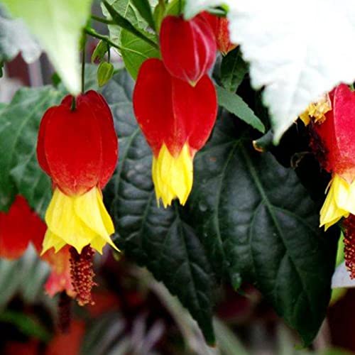 Haloppe 25 Stücke Tränendes Herz Blumen Pflanzen Samen für Hausgarten Pflanzen, Herzform Blatt Garten Tränendes Herz Blumensamen für Bonsai Saatgut von Haloppe