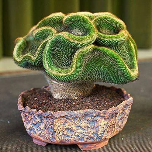 Haloppe 30/60Pcs Cactus Plants Seeds for Home Garden Planting, Rare Cactus Seeds Succulent Plant Home Office Ornament Bonsai Decor 60 STK von Haloppe