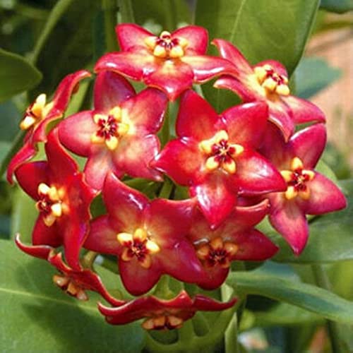 Haloppe 300 Stück Hoya-Blumen, Pflanzensamen für die Hausgartenbepflanzung, gemischte Farben, Hoya-Samen, Gartenbedarf, Dekoration, Topfblumensamen von Haloppe