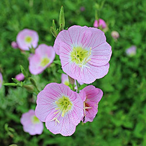 Haloppe 300 Stück Nachtkerze Blumen Pflanzen Samen für Hausgarten Pflanzen, Pflanze Balkon Garten Bonsai Blume Büro Dekor Rosa von Haloppe