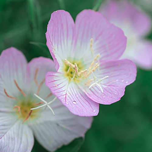 Haloppe 300 Stück Nachtkerzenblumen Pflanzensamen für die Bepflanzung des Hausgartens, Blumensamen Nachtkerzensamen für den Garten Rosa von Haloppe