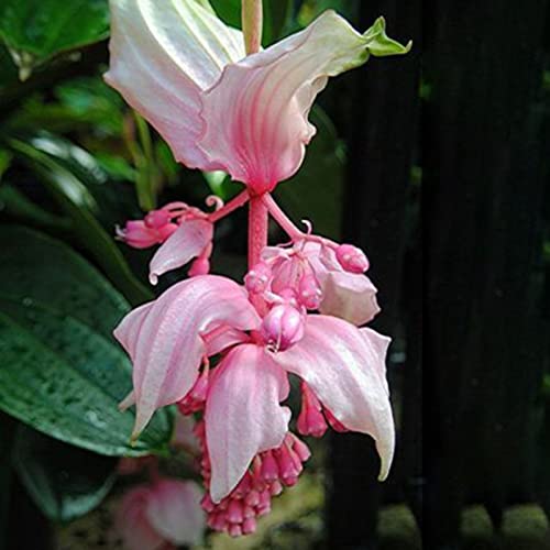 Haloppe 300 Stücke Medinilla Blumen Pflanzensamen für die Bepflanzung des Hausgartens, Medinilla Gaudich Samen Natürlicher Blumensamen für den Garten Samen von Medinilla Magnifica von Haloppe