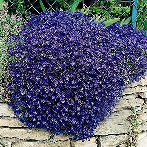 Haloppe 300 Stücke Rock Cress Pflanzen Samen für Hausgarten Pflanzen, Garten Bodendecker Teppich mehrjährige Blume Pflanze Decor Rock Cress Samen Blau von Haloppe