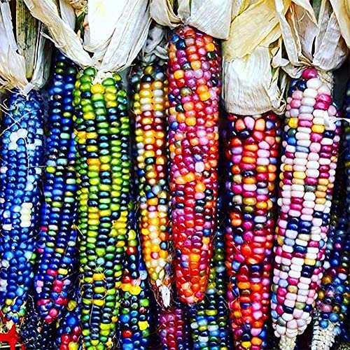 Haloppe 40 Stück Mais-Gemüse-Samen für die Bepflanzung des Hausgartens, Regenbogen-Mais-Samen, köstliche Garten-Hof-Grobfutter-Korn-Bepflanzung Haloppe 40 Stück Mais-Gemüse-Samen für die Bepflanzung des Hausgartens, Regenbogen-Mais-Samen, köstliche Garten-Hof-Grobfutter-Korn-Bepflanzung von Haloppe