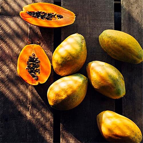 Haloppe 40 Stück Papaya-Fruchtsamen für die Bepflanzung des Hausgartens, Zwerg-Papaya-Fruchtsamen, süße Pflanze, Garten, Hof, Bonsai-Dekor Papaya-Samen von Haloppe