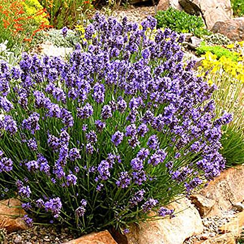 Haloppe 400 Stücke Mischfarbe Lavendel Blumen Pflanzen Samen für Hausgarten Pflanzen, Blumensamen Haus Balkon Garten Pflanzen Dekor Saatgut von Haloppe